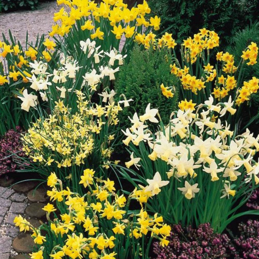 Narcissus Rockery Flower Bulb Collection