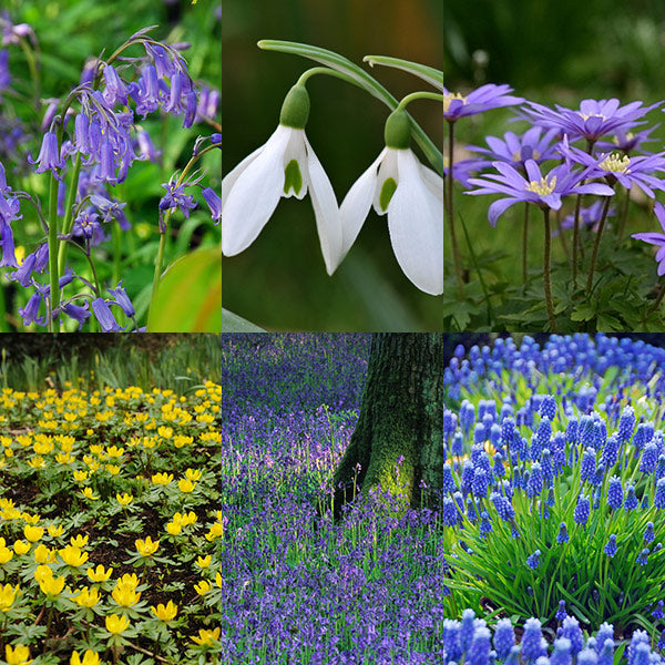 Naturalising Flower Bulbs Collection