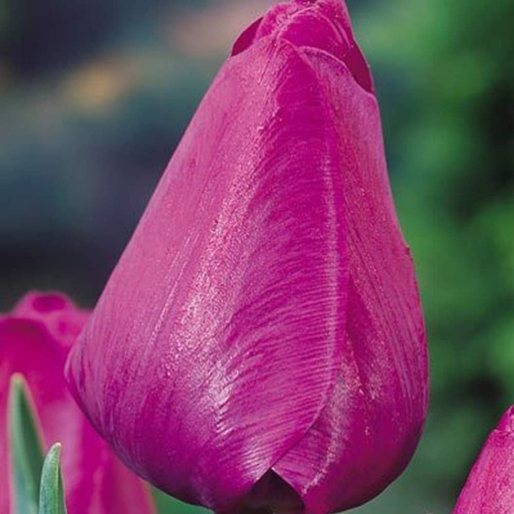 Tulip - Negrita