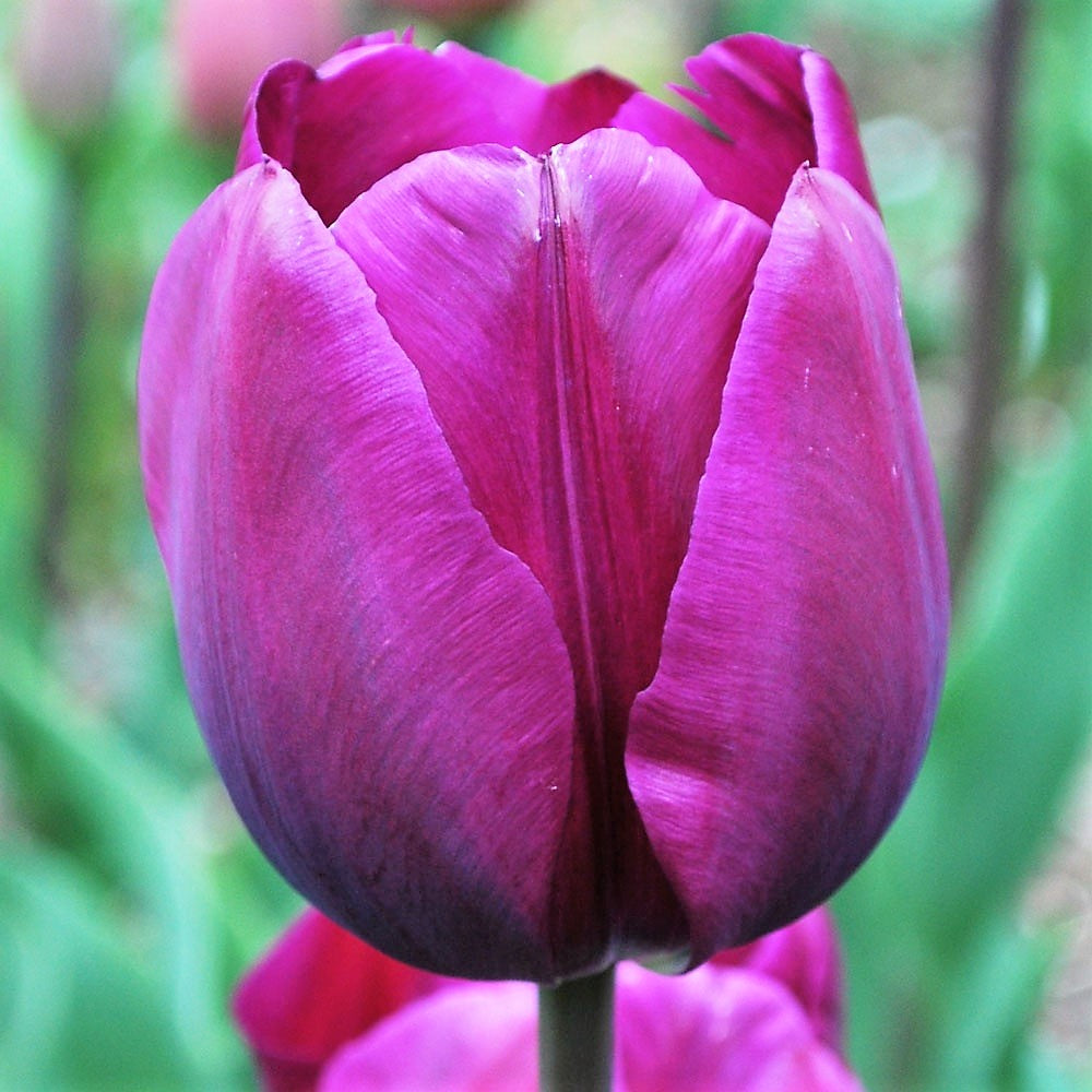 Orange and Purple Collection - Pretty Tulip Lovers Gift
