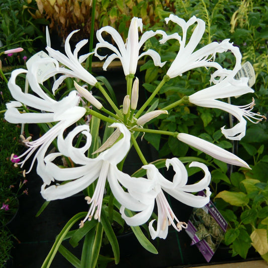 Nerine Bowdenii Alba