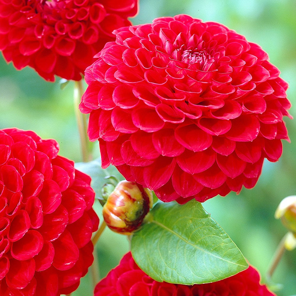 Dahlia Decorative	- Nescio