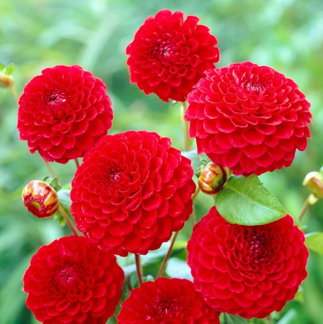Dahlia Decorative	- Nescio