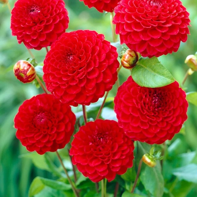 Dahlia Decorative	- Nescio