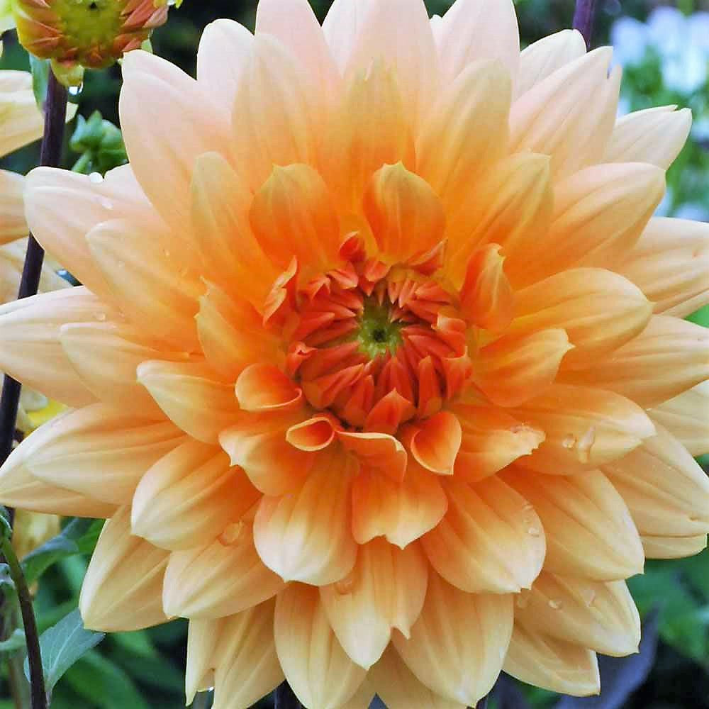 Dinnerplate Dahlia - Noordwijks Glorie