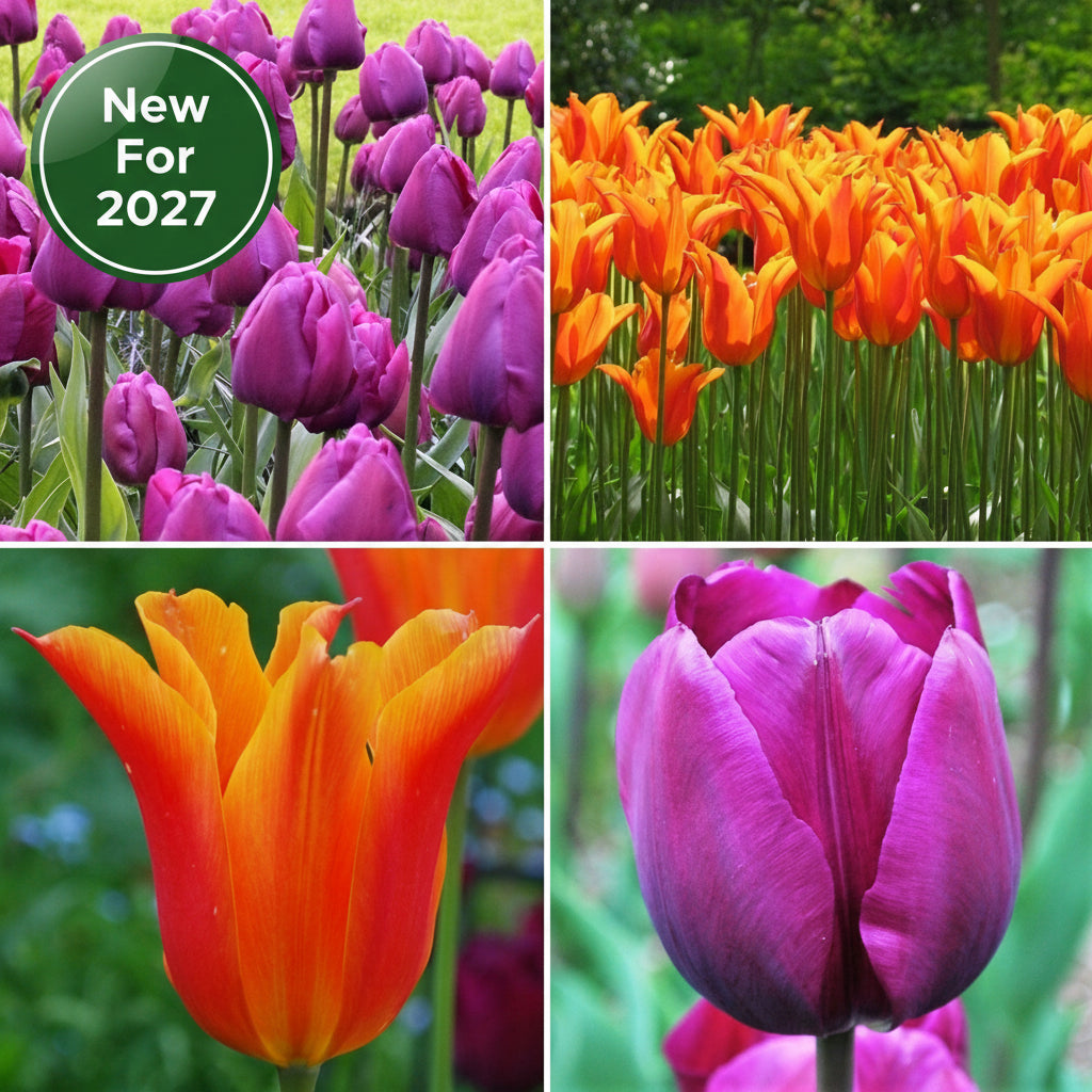 Orange and Purple Collection - Pretty Tulip Lovers Gift