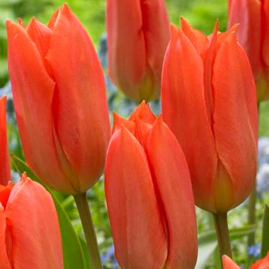 Tulip - Orange Brilliant