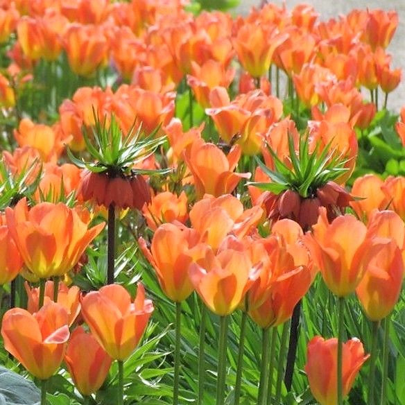 Tulip - Orange Emperor