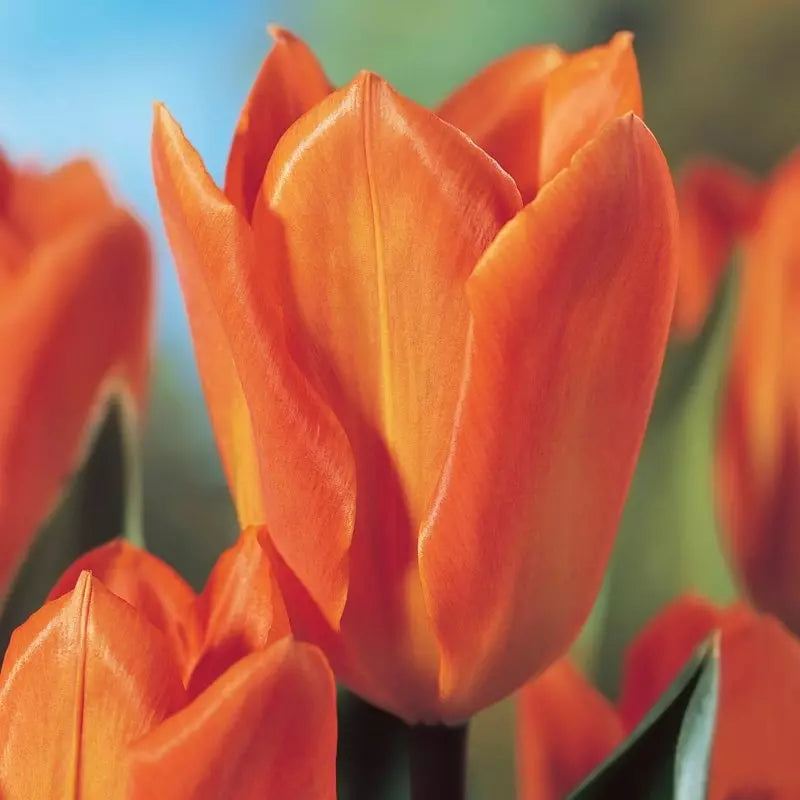 Tulip - Orange Emperor