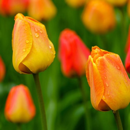 Tulip - Orange Lion