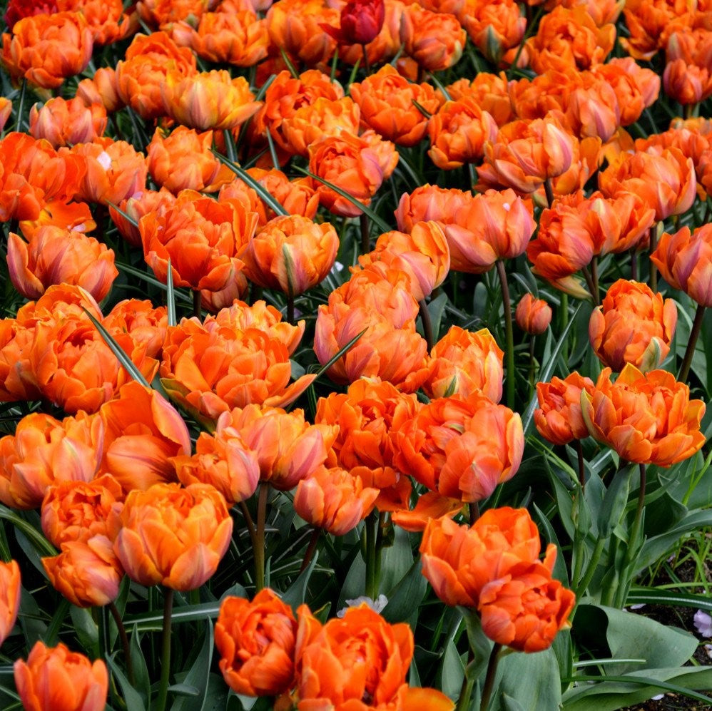 Tulip - Orange Princess
