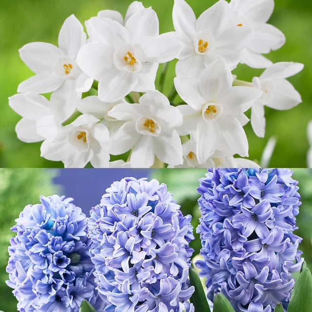Narcissus Paperwhite and Hyacinth Delft Blue Flower Bulb Combo.