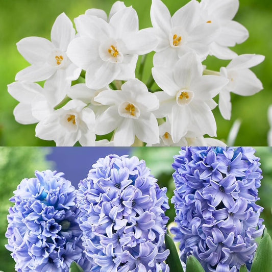 Narcissus Paperwhite and Hyacinth Delft Blue Flower Bulb Combo.
