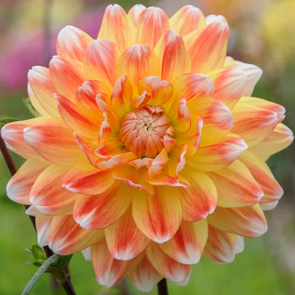 Dahlia Dinnerplate -  Peaches and Cream