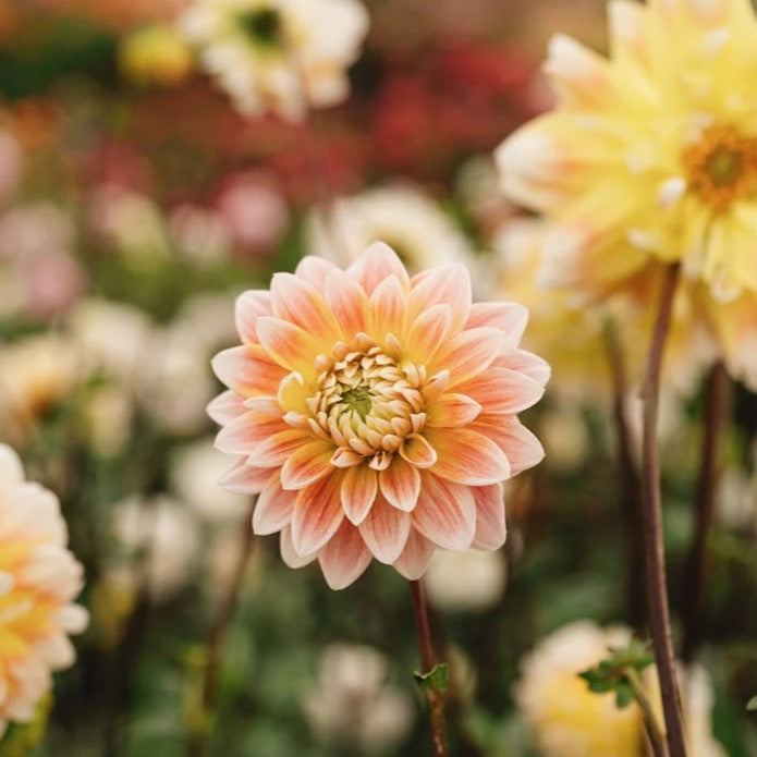 Dahlia Dinnerplate -  Peaches and Cream