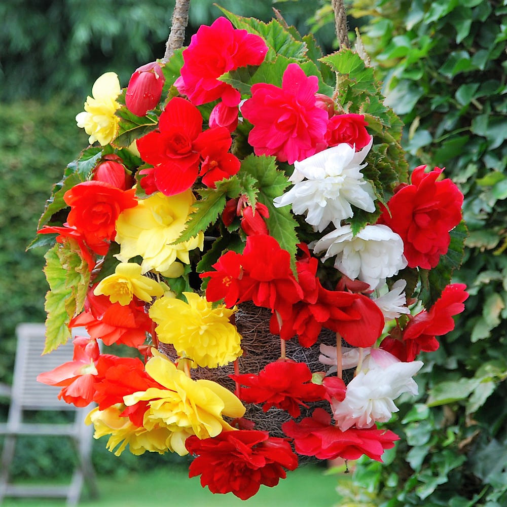 Pendula Begonia - Mixed