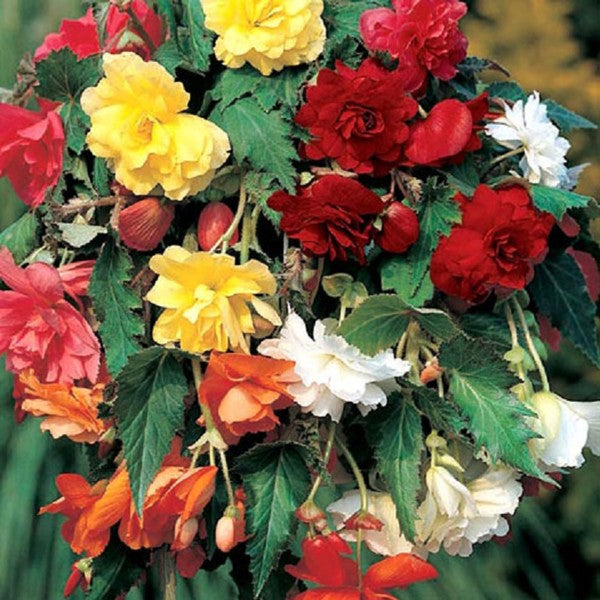 Pendula Begonia - Mixed