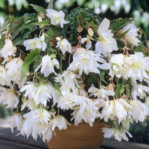 Pendula Begonia - White