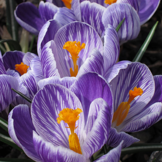 Crocus Large Flowering - Pickwick
