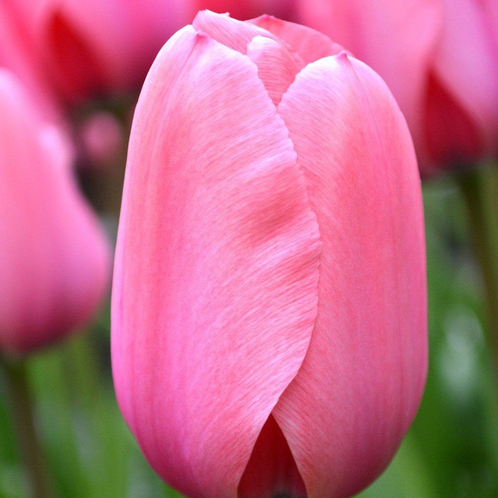 Tulip - Pink Impression
