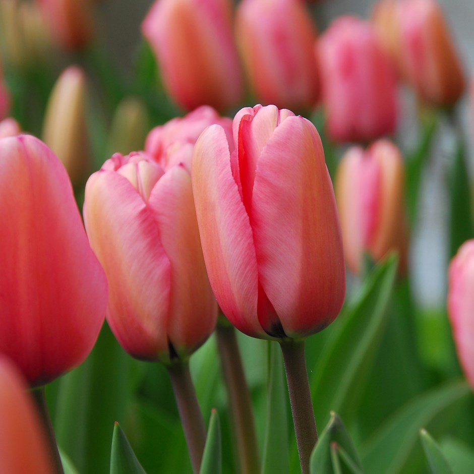 Tulip - Pink Impression