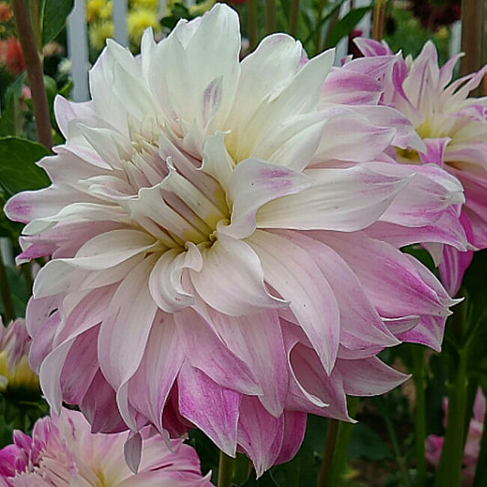 Dahlia Decorative -  Pink Petticoat