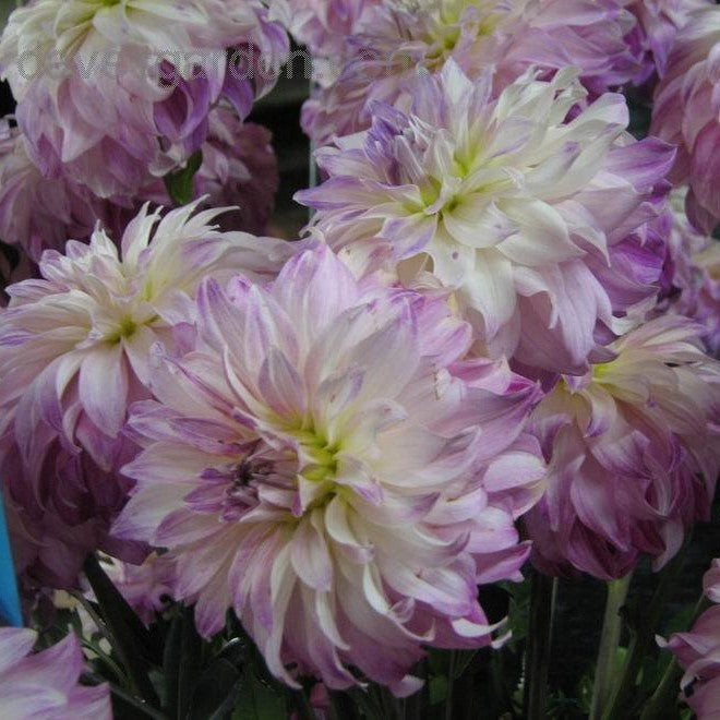 Dahlia Decorative -  Pink Petticoat