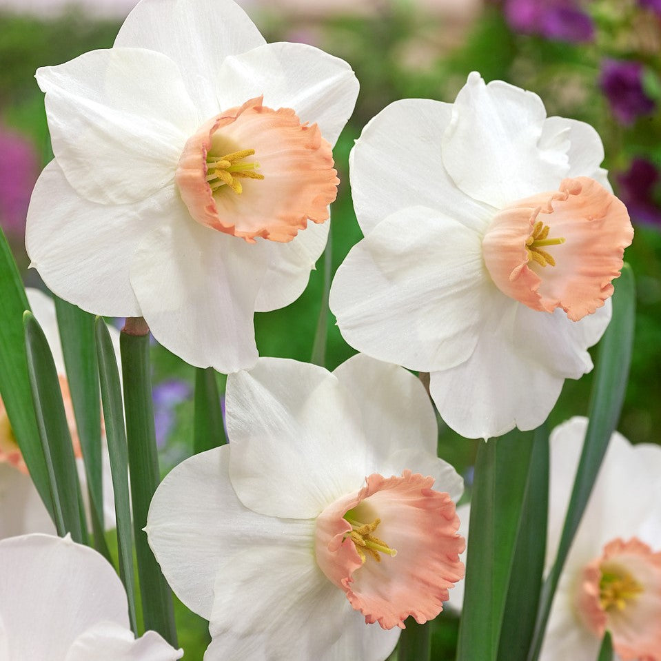 Daffodil - Pink Pride