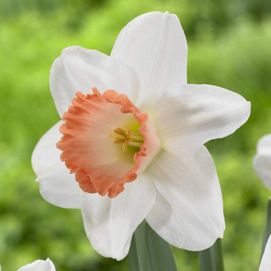 Daffodil - Pink Pride