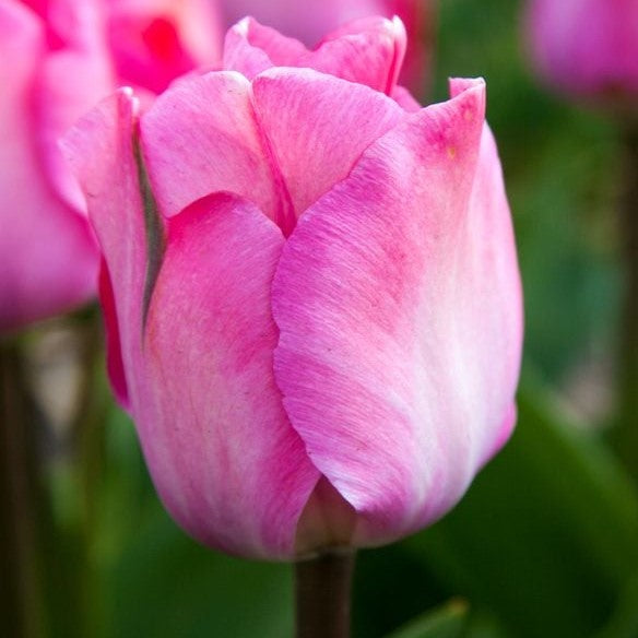 Tulip - Pink Sound
