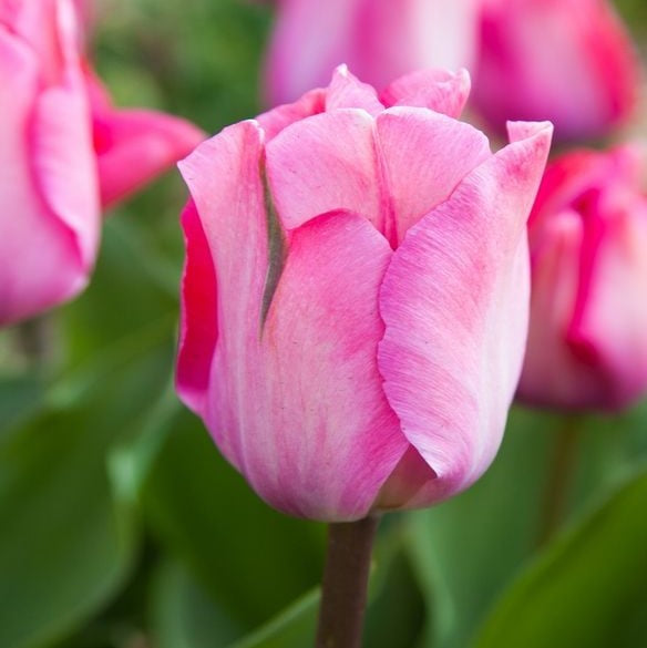 Tulip - Pink Sound