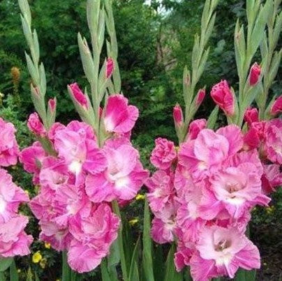 Gladioli - Pink