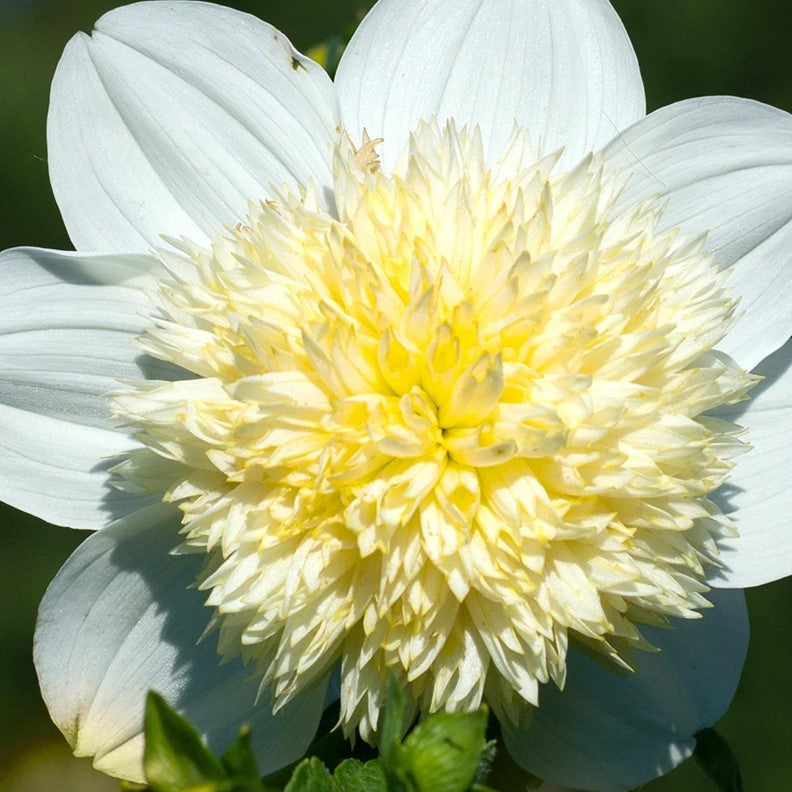 Dahlia Anemone - Platinum Blonde