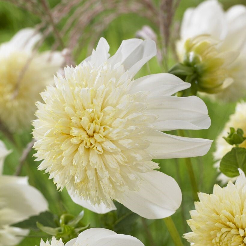 Dahlia Anemone - Platinum Blonde