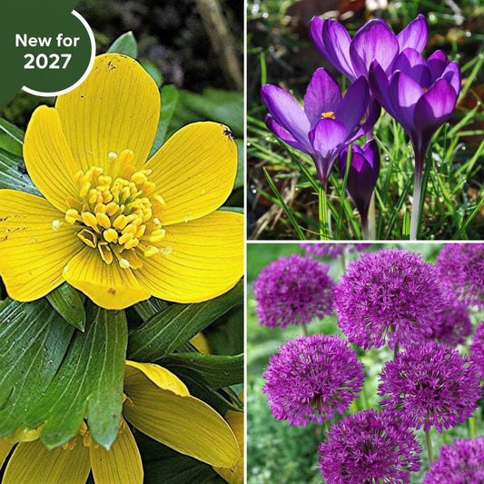 Pollinators Collection - Welcome Pollinators To Your Garden