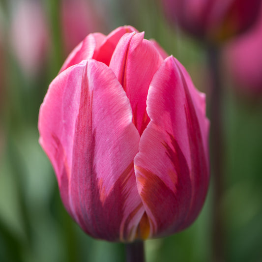 Tulip - Pretty Princess