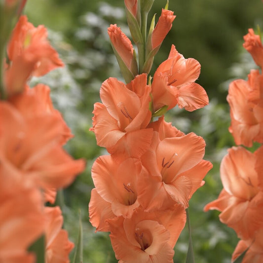 Gladioli - Prince of Orange