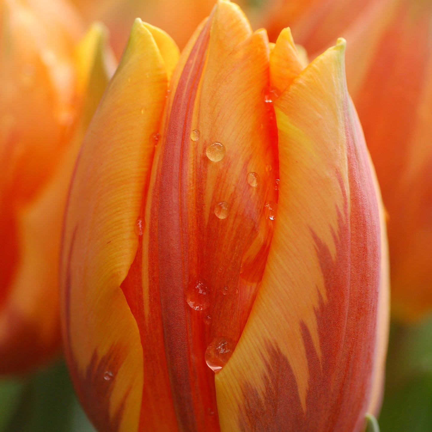 Tulip - Princess Irene