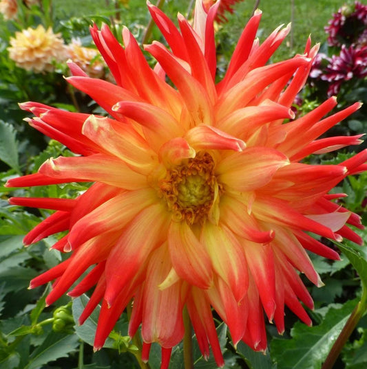 Dahlia Decorative - Procyon