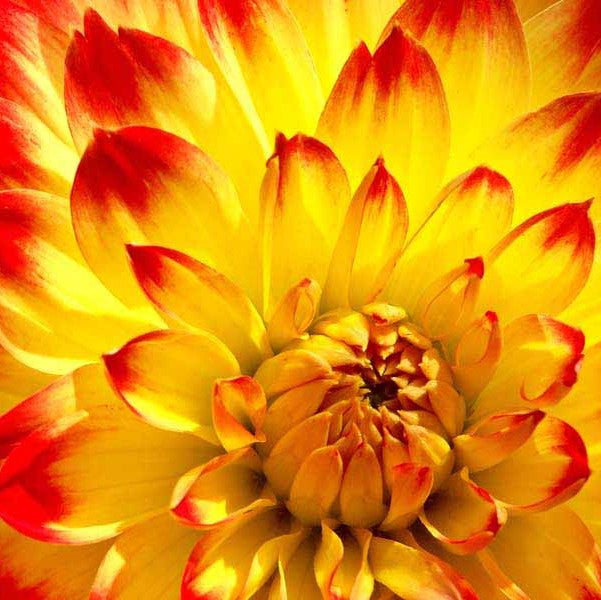 Dahlia Decorative - Procyon