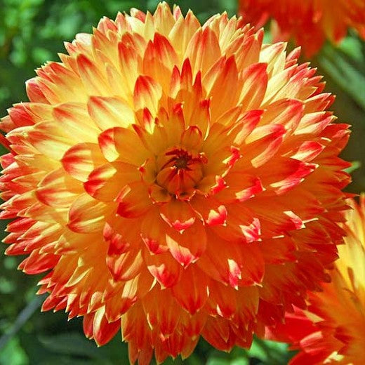 Dahlia Decorative - Procyon