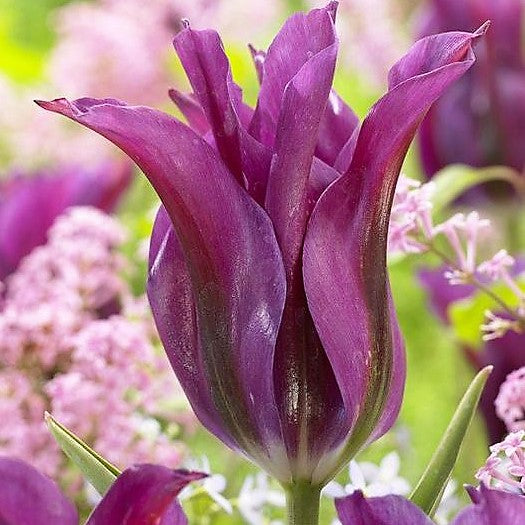 Tulip - Purple Doll