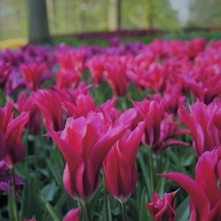 Tulip - Purple Doll