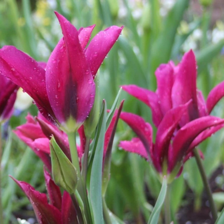Tulip - Purple Doll