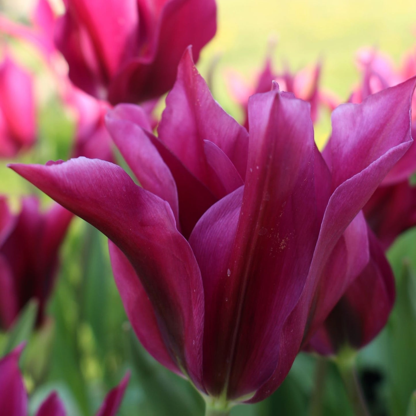 Tulip - Purple Doll