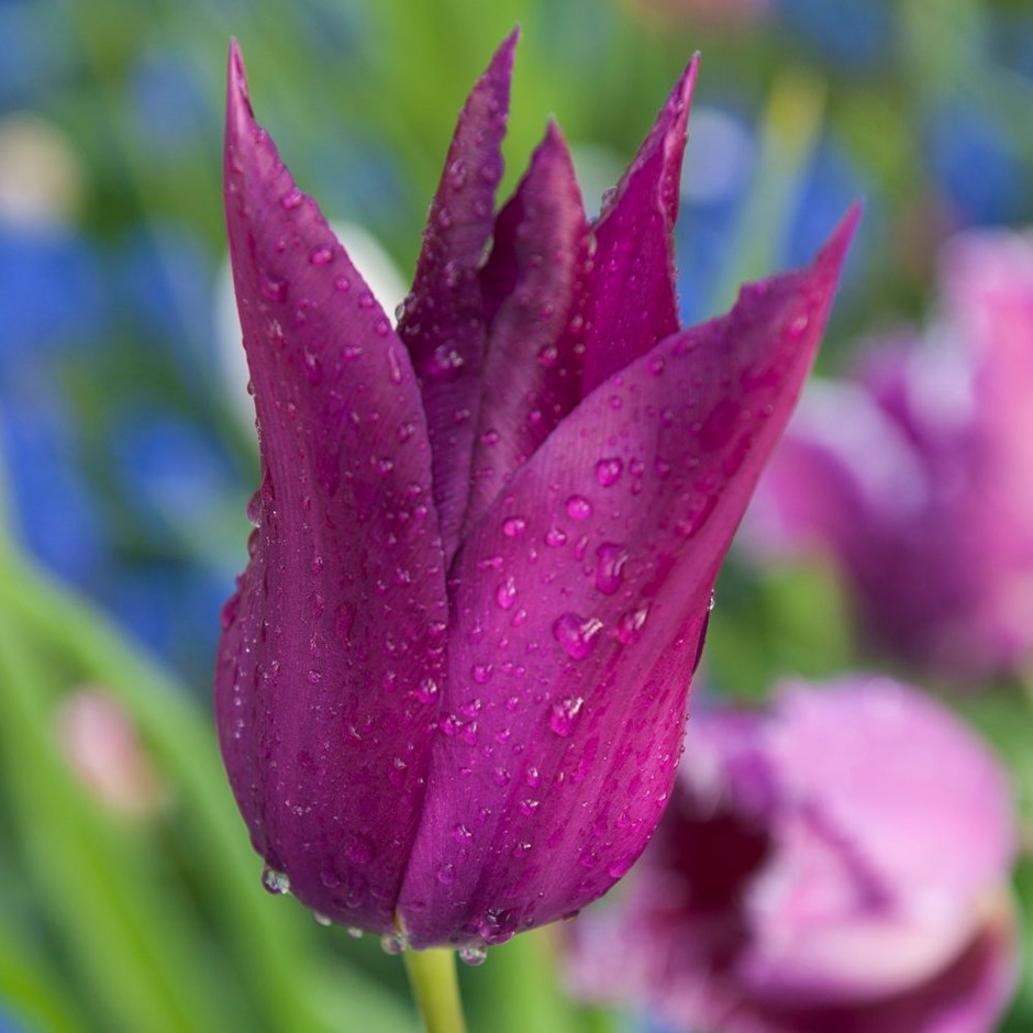 Tulip - Purple Dream