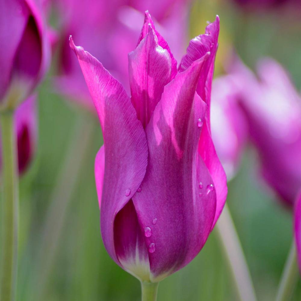 Tulip - Purple Dream