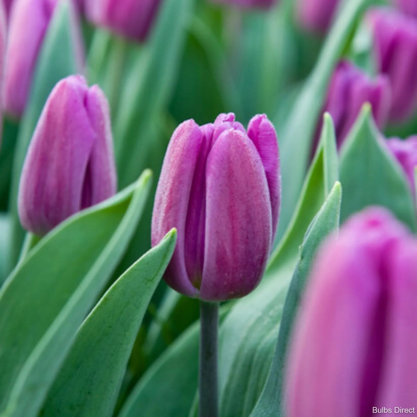 Tulip - Purple Flag