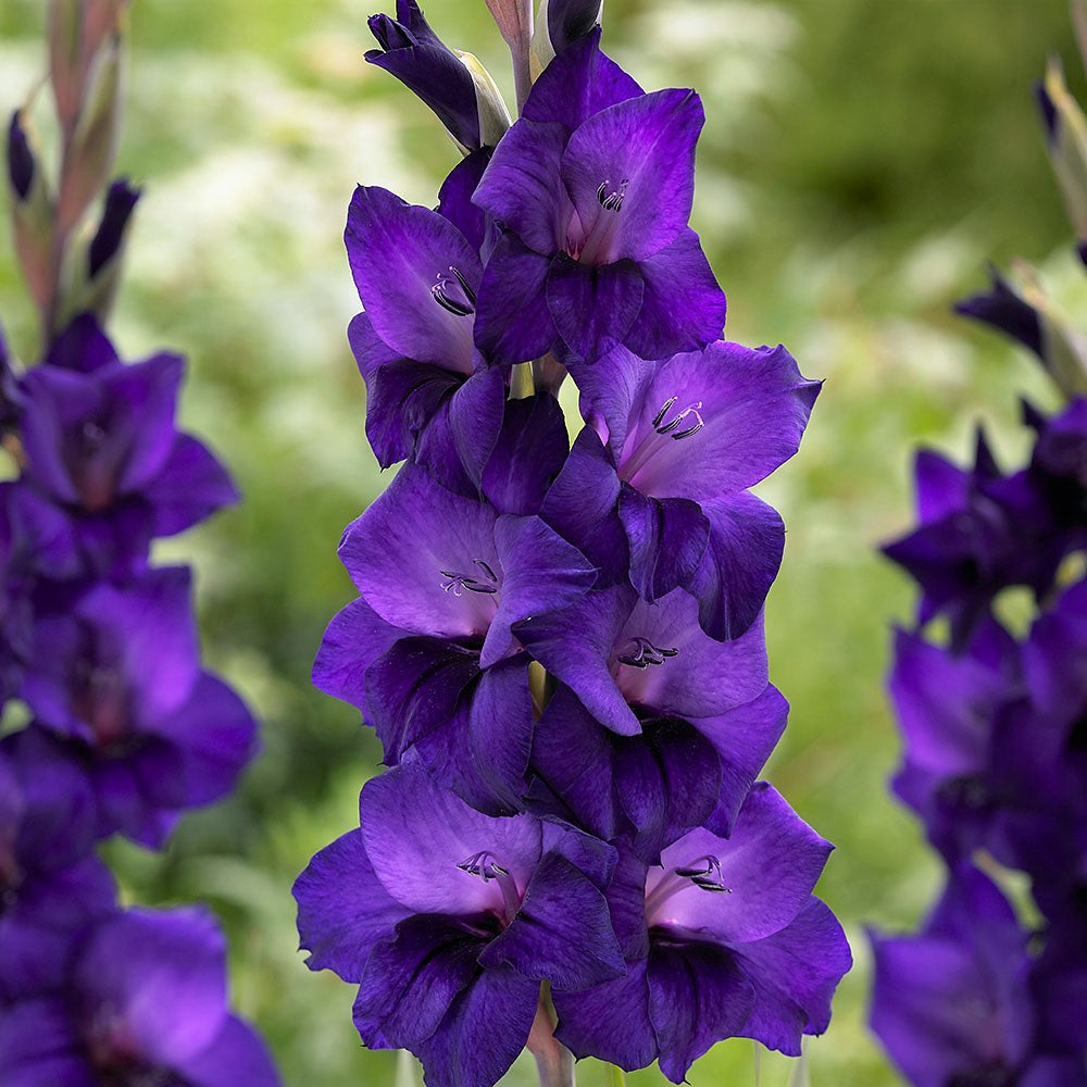 Gladioli - Purple Flora