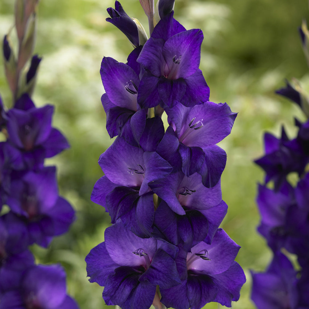 Gladioli - Purple Flora